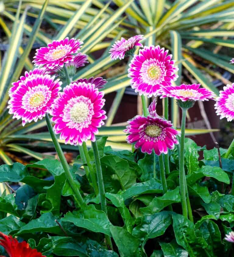 A bunch of pink and white flowers in a pot.