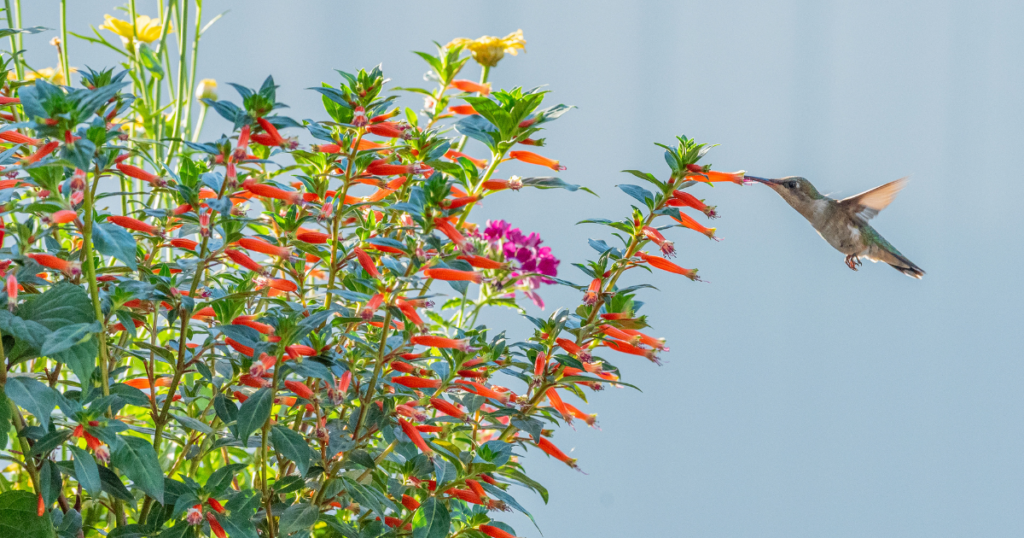 Hummingbird feeding from bright orange tubular flowers in a sunny garden with green foliage and soft blue background.