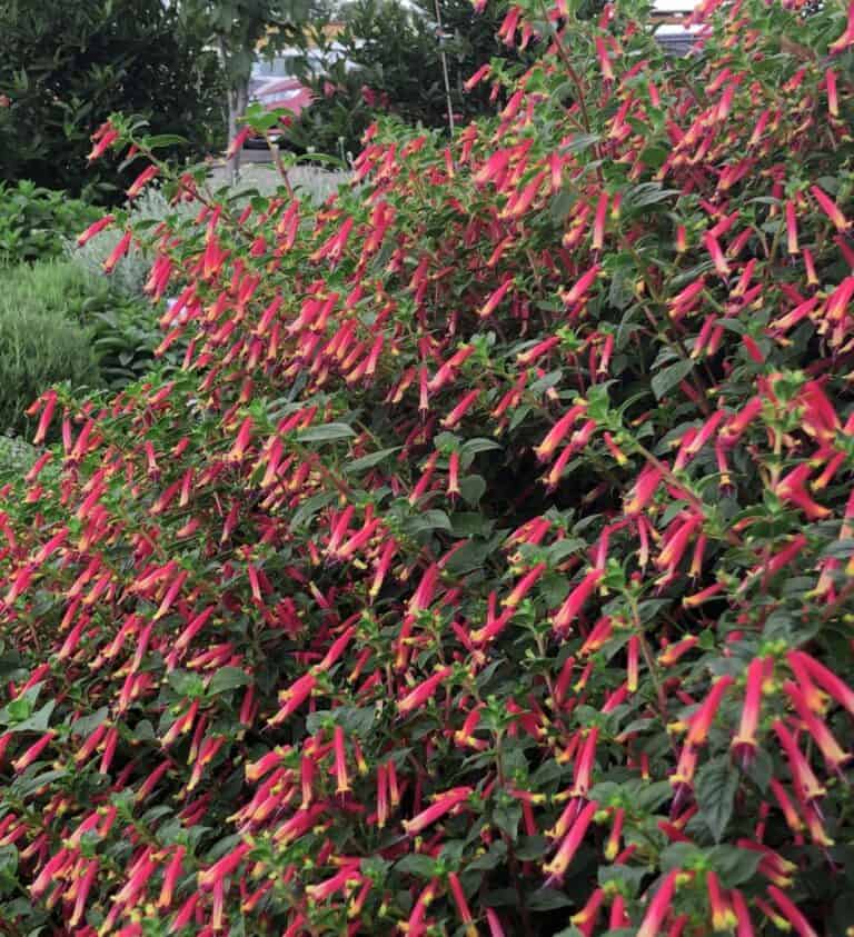 A bush with red and yellow flowers in a garden.