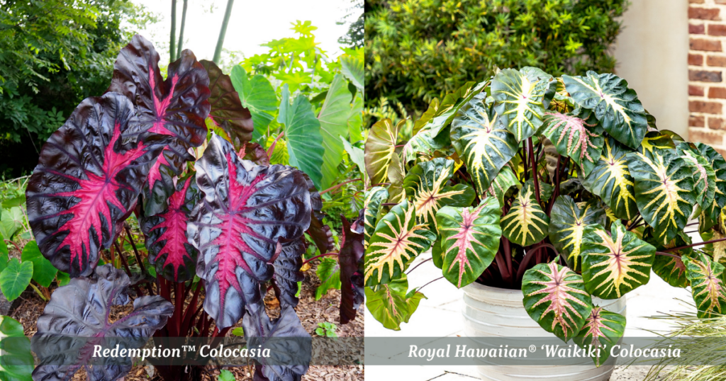 Colocasia Elephant Ear indoor plants with bold tropical foliage