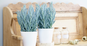 Choosing Plants | Sunset Plant Collection