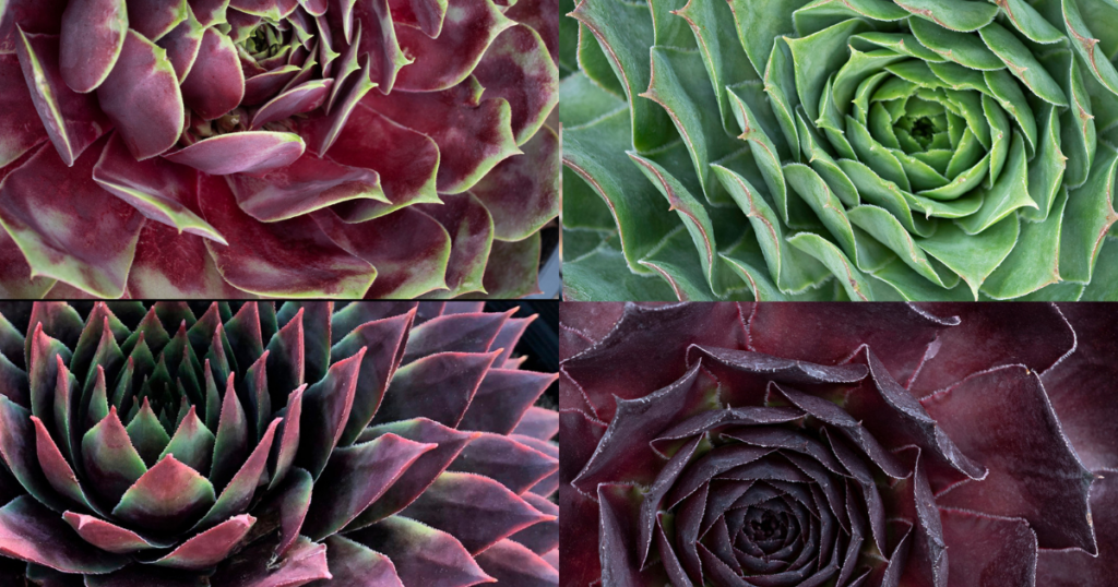 Hens and Chicks SUPERSEMPS low-water house plants