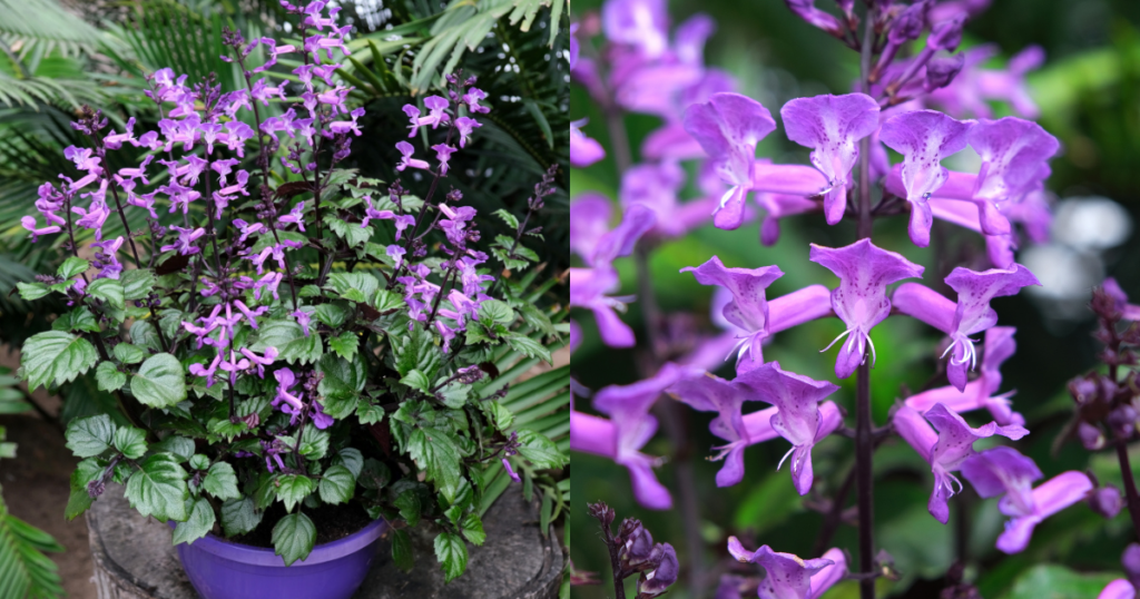 Magic Mona Purple Plectranthus as a flowering indoor plant