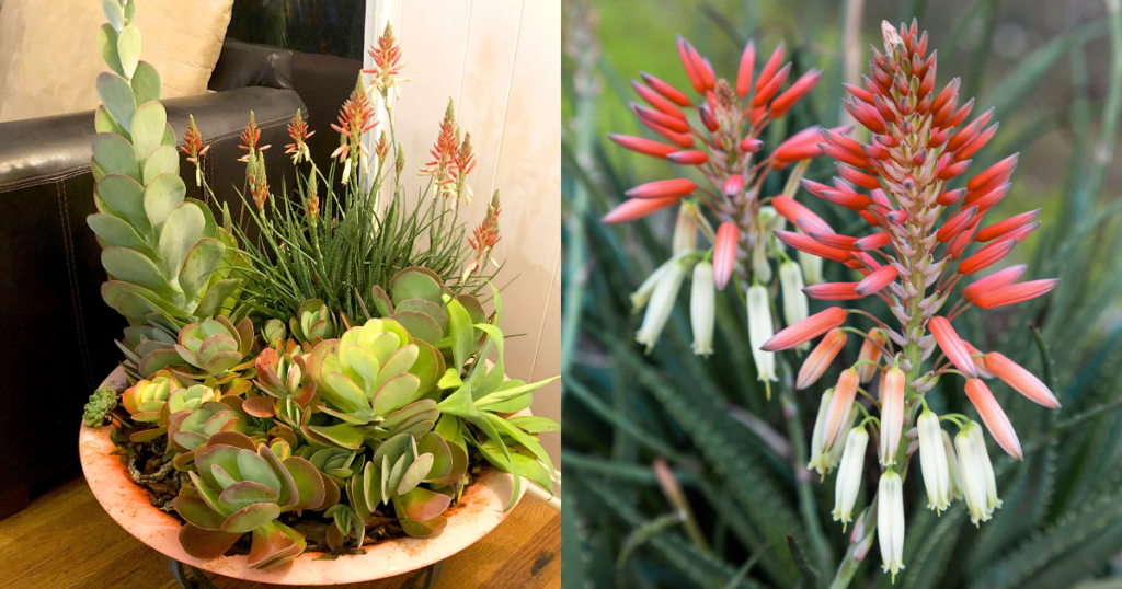 Safari Sunrise Aloe as a bright-light indoor plant
