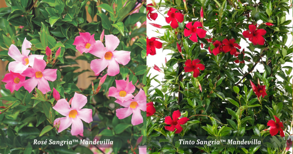 Rosé Sangria and Tinto Sangria Mandevilla as seasonal indoor plants
