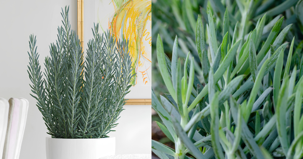 Skyscraper Senecio as a sculptural indoor plant