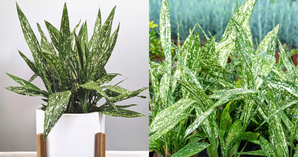 Tokyo Skies Aspidistra as a low-light indoor plant