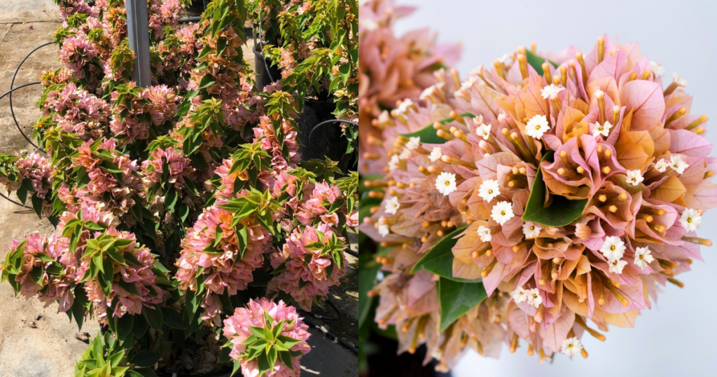 Tropical Swizzle TIKI Bougainvillea in a sunny container