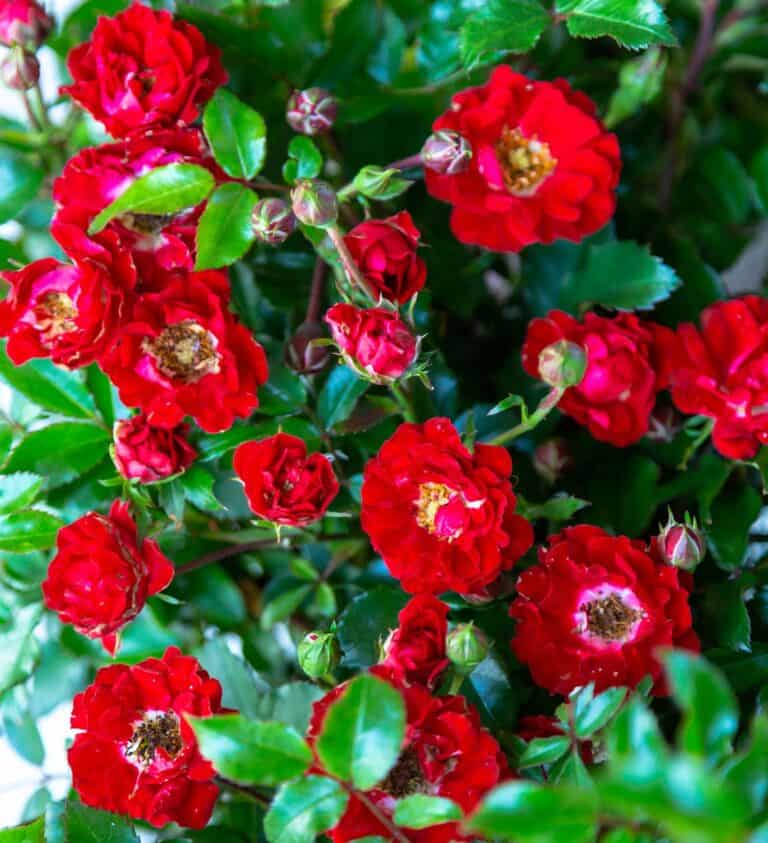 A close up of red roses with green leaves.