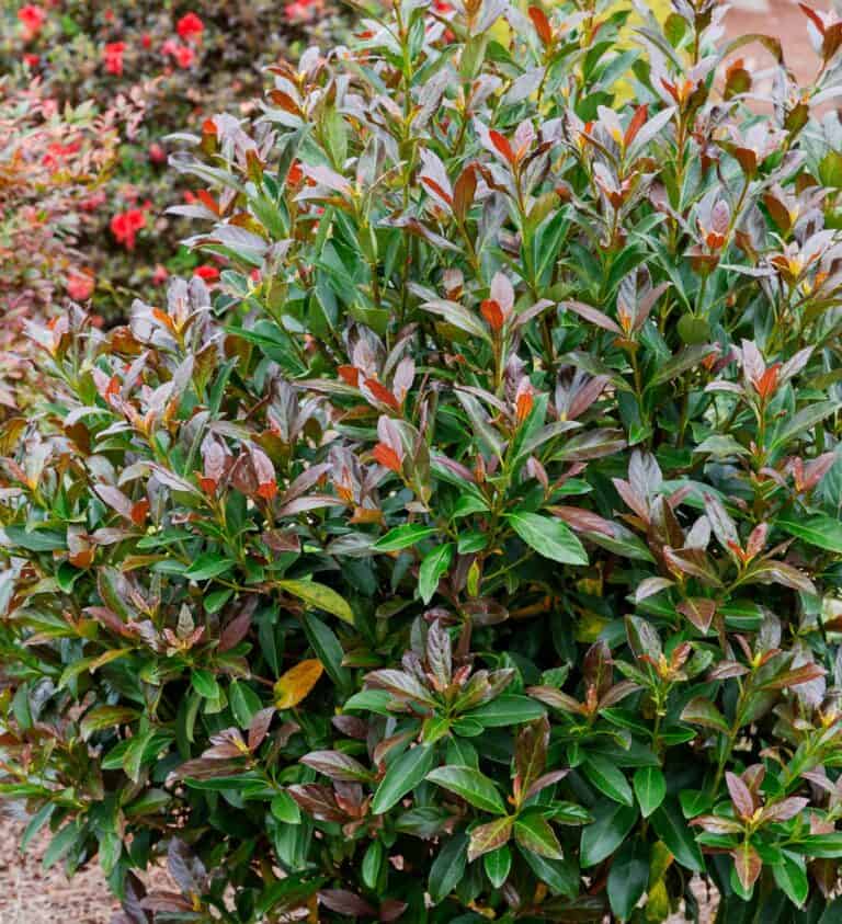 A bush with red and brown leaves in a pot.