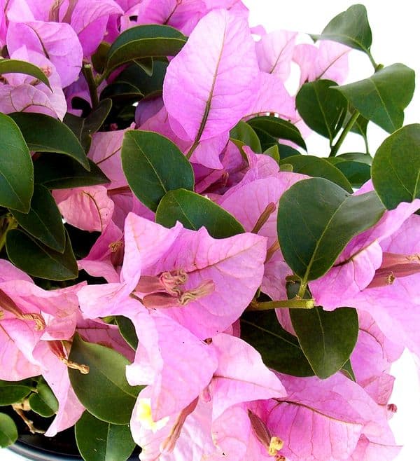 Pink bougainvillea flowers in a pot on a white background.