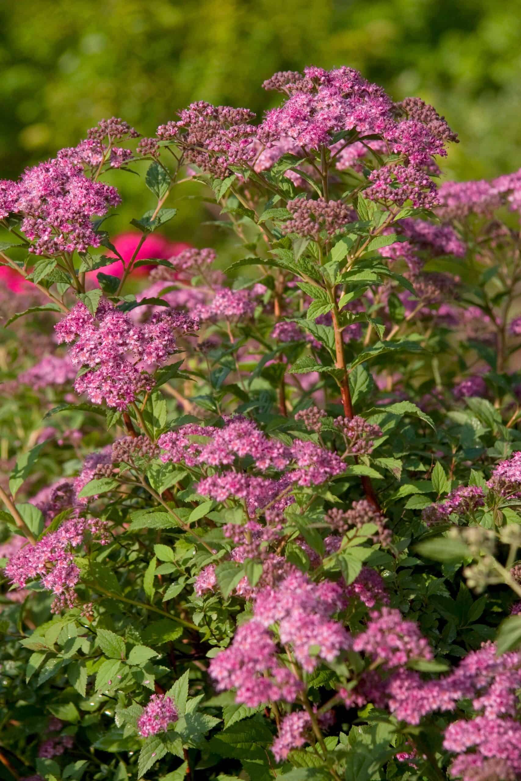 Little Bonnie™ Spiraea | Sunset Plant Collection