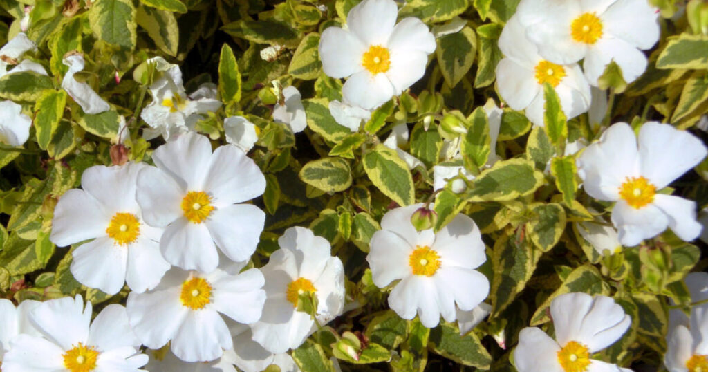 Close-up of the variegated foliage and delicate white flowers of a 'Little Miss Sunshine' Cistus shrub in full bloom.