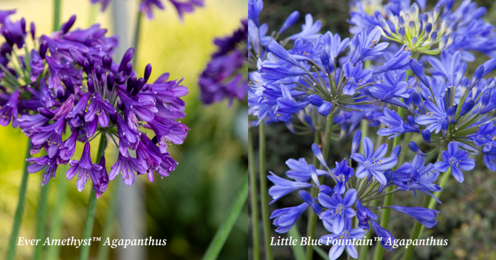 Ever Amethyst and Little Blue Fountain Agapanthus with purple and blue blooms in a low-maintenance summer garden.