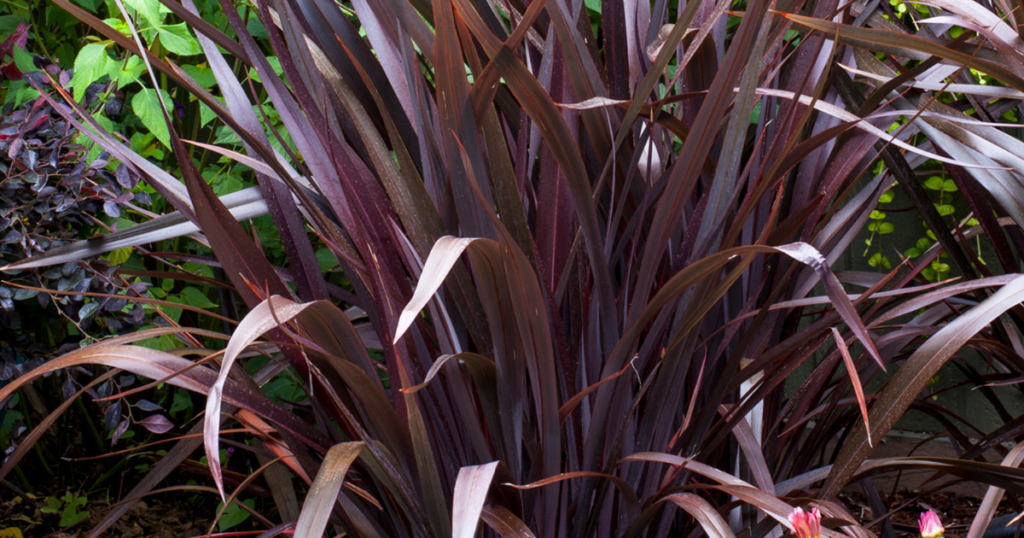 Black Adder with dark evergreen foliage in a low-maintenance summer garden.
