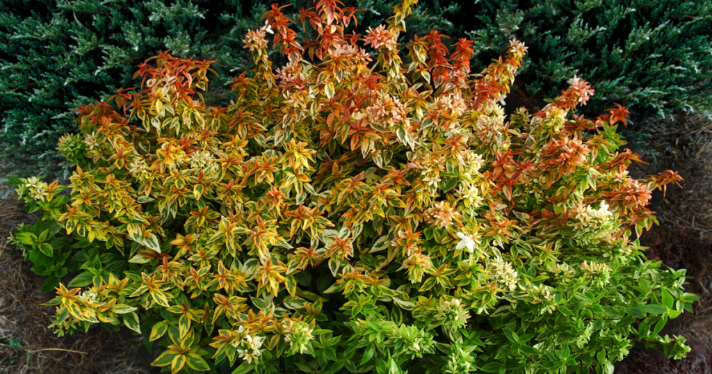 Kaleidoscope Abelia with colorful variegated foliage in a low-maintenance garden.