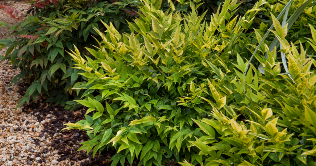 Lemon-Lime Nandina with bright lime-green foliage in a low-maintenance garden.