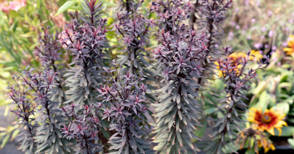 Miner’s Merlot Euphorbia with dark burgundy foliage in a low-maintenance summer garden.