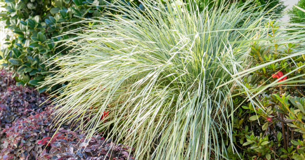 Platinum Beauty Lomandra with variegated grass-like foliage in a low-maintenance garden.