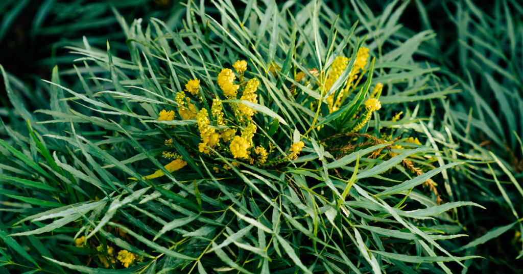 Soft Caress Mahonia with yellow fall blooms and soft evergreen foliage in a low-maintenance shade garden.