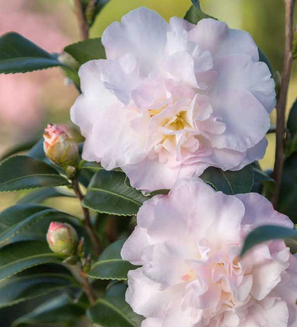 October magic dawn camellia close blooms
