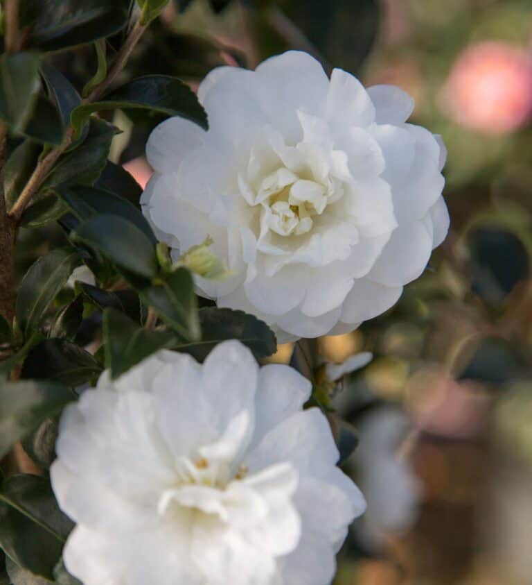 Two white camellia flowers are growing on a bush.