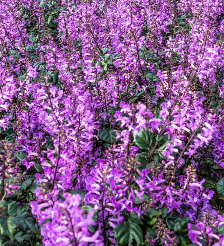 magic mona purple blooms close landscape