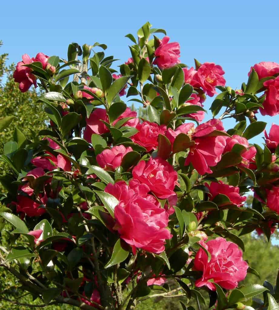 October Magi October Magic® Rose™ Camellia | Sunset Plant Collection