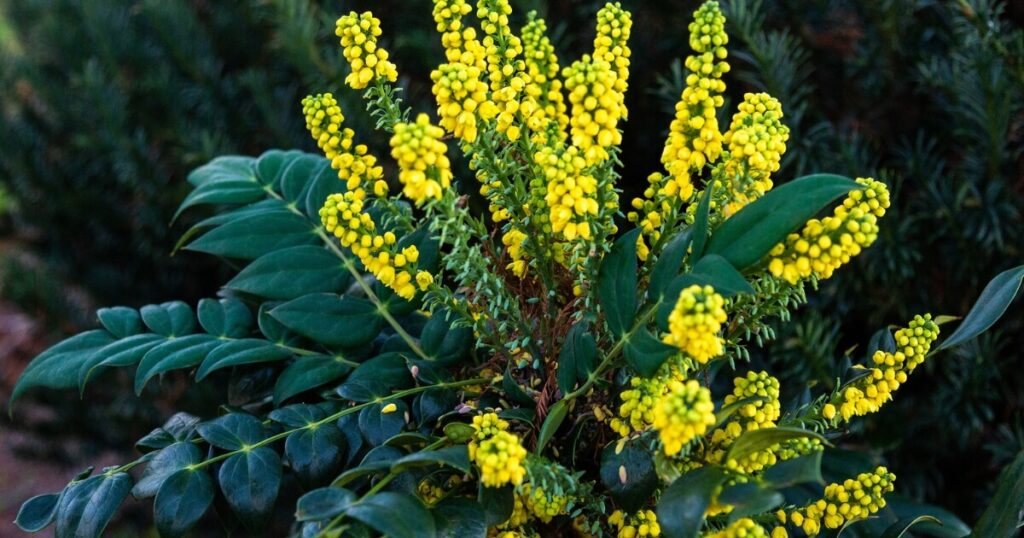 ‘Marvel’ Mahonia with bright yellow flower clusters set against glossy dark green evergreen foliage.