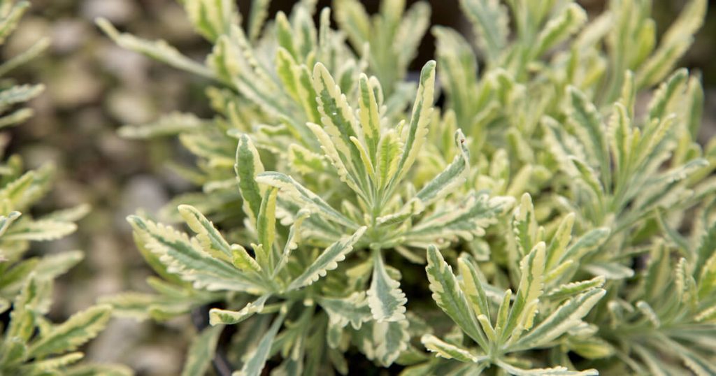 ‘Meerlo’ Lavender features striking, variegated foliage with creamy-white margins and aromatic gray-green centers, adding year-round brightness and fragrance to Northern California landscapes.