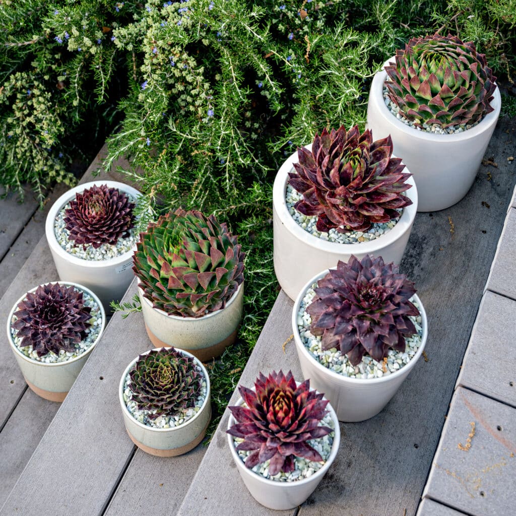 Best Fire-Resistant Plants from Sunset Plant Collection
