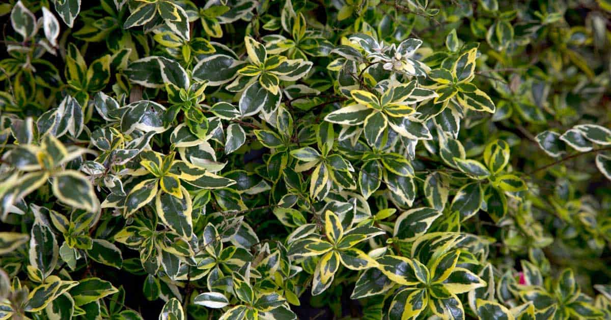 7 Plants for Your Easter Landscape | Sunset Plant Collection