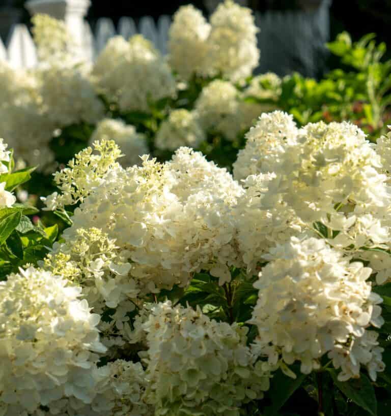 White hydrangeas in a garden with a white picket fence.