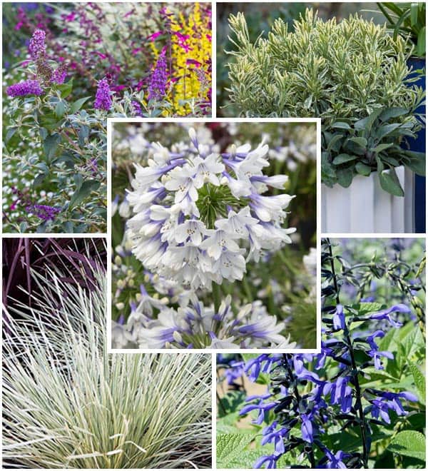 top five plants for spring