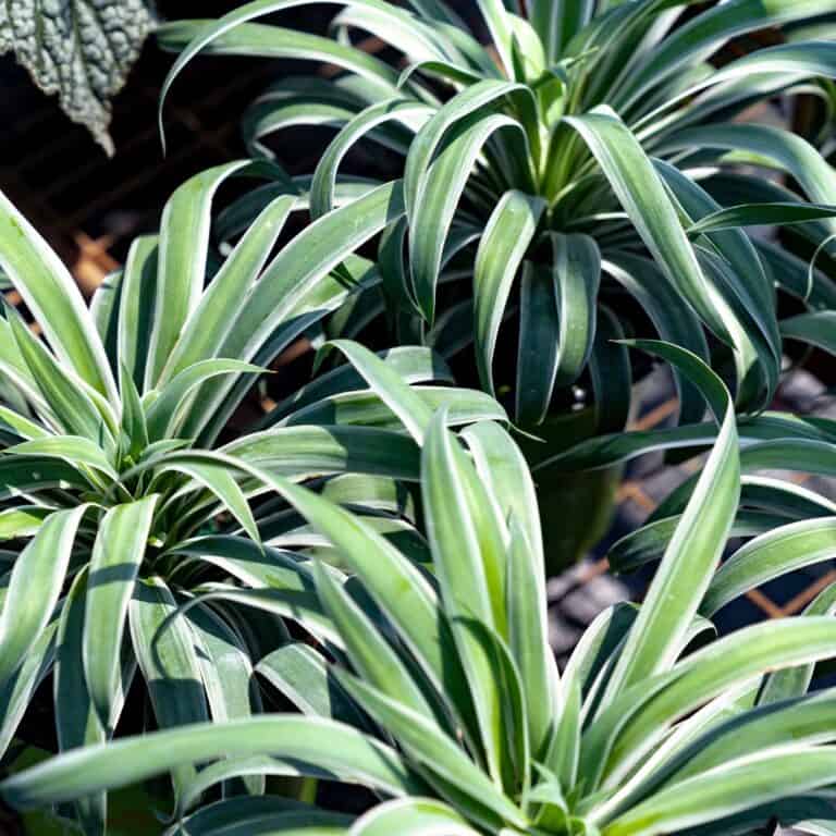A group of plants with white and green leaves.