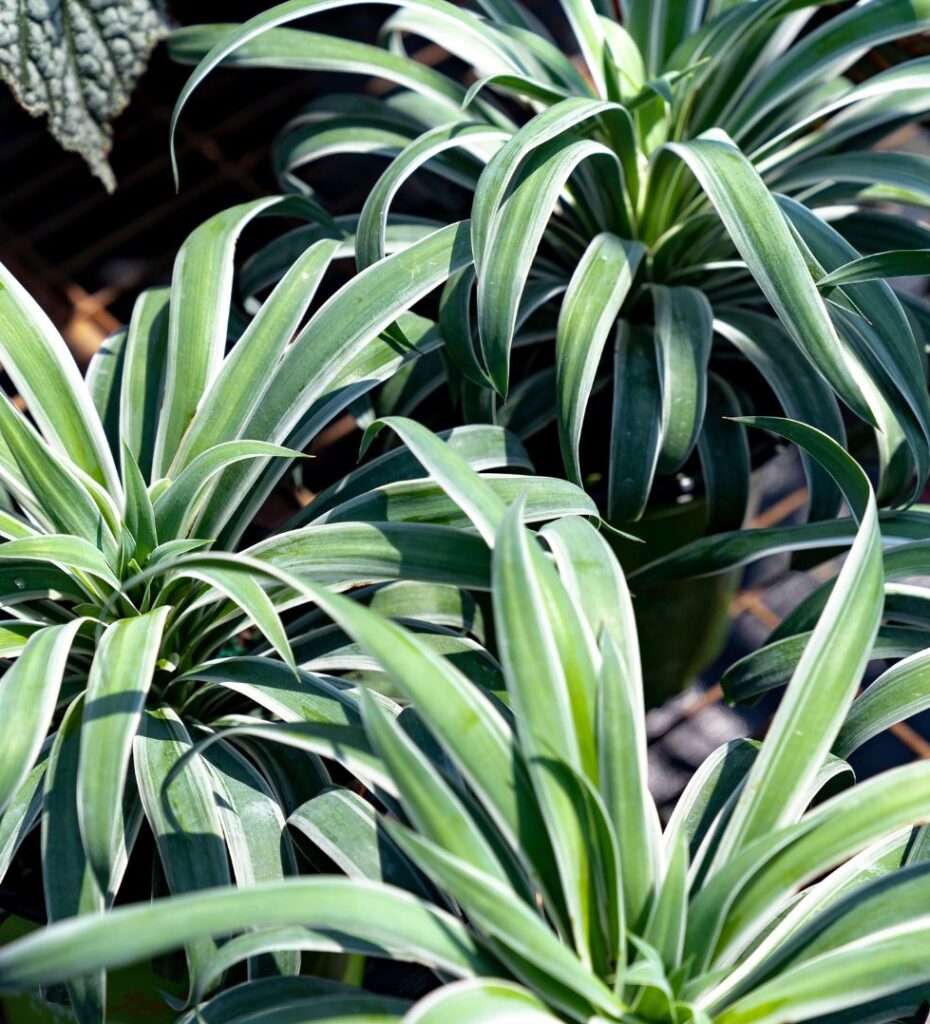 A group of plants with white and green leaves.