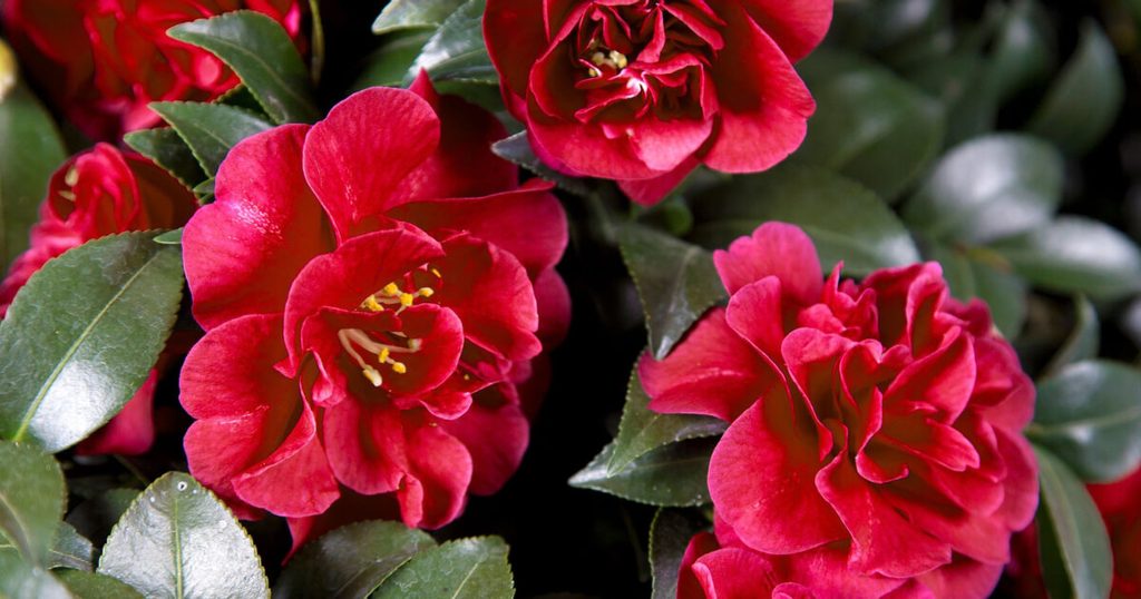 October Magic Ruby Camellia blooms shown in a close-up, highlighting the deep red color of the flowers against glossy green foliage.