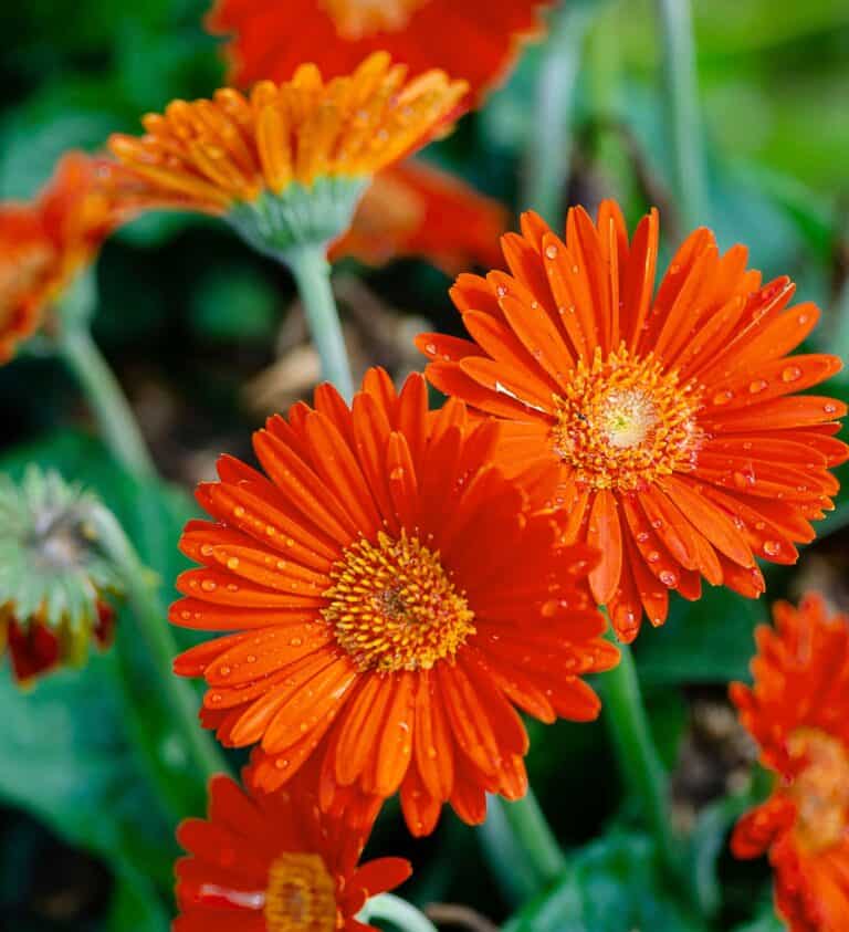 A group of orange flowers with water droplets on them.
