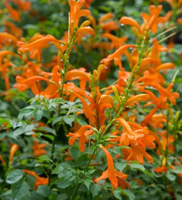 Orange flowers in a garden with green leaves.