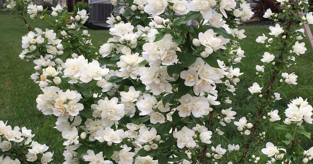 Pearls of Perfume™ Philadelphus in full bloom, showcasing its elegant white flowers and lush green foliage as a highlight in a Pacific Northwest garden border.