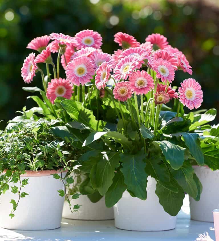 Pink gerberas in white pots on a table.
