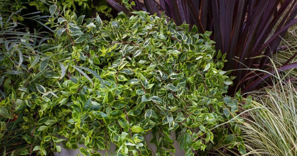 Variegated abelia with green-and-cream foliage spilling from a container among burgundy and ornamental grasses.