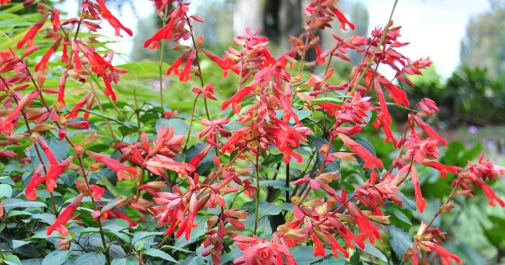 ‘Ember’s Wish’ Salvia displaying abundant coral-red tubular flowers above deep green foliage.