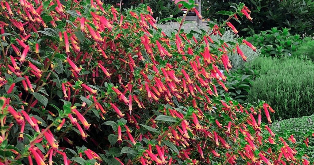 Hummingbird’s Lunch Cuphea covered in bright red and yellow tubular flowers in a lush garden bed.
