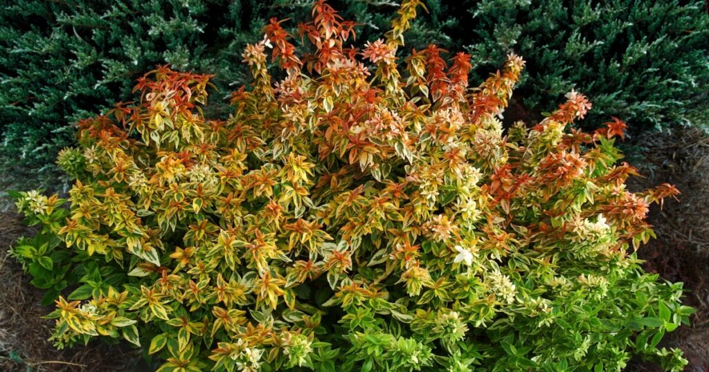 ‘Kaleidoscope’ Abelia displaying golden-green foliage, orange-red new growth, and clusters of small white flowers.