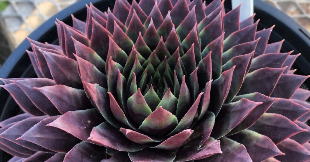 Close-up of ‘Ruby’ SUPERSEMPS showcasing a large rosette of pointed maroon and green leaves.
