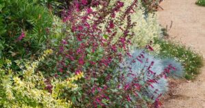 Heat-tolerant garden border layered with magenta salvia, variegated foliage, and blue ornamental grasses beside a gravel path.