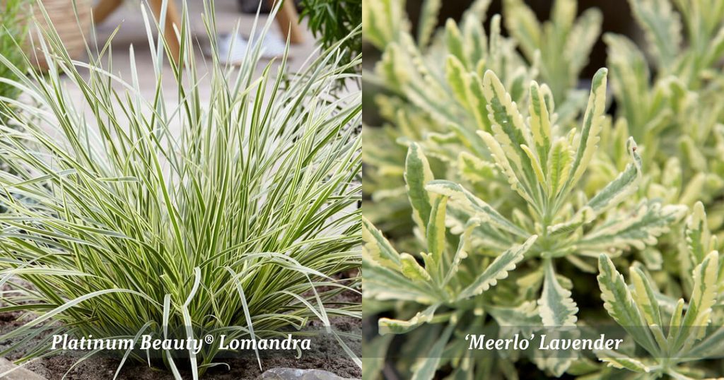 Platinum Beauty Lomandra’s green and white leaves beside cream-edged Meerlo Lavender foliage.