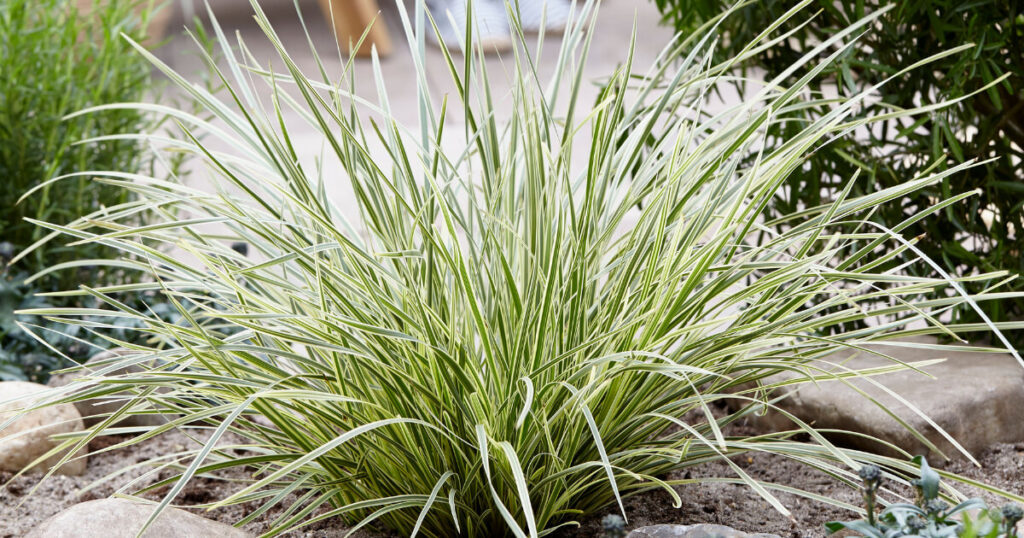 Platinum Beauty Lomandra, a graceful, variegated grass-like plant, showcased in a vibrant West Coast garden bed.