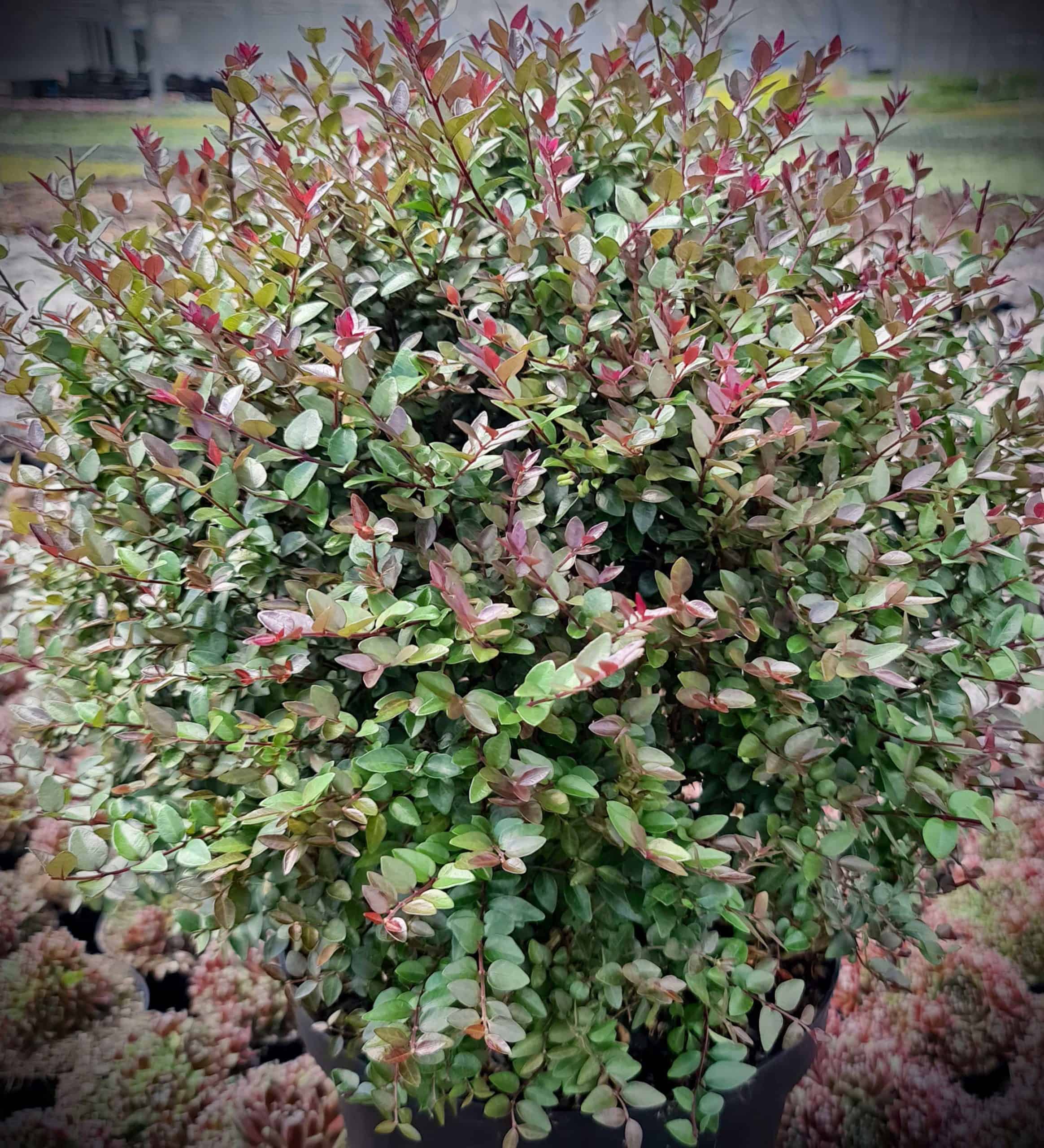 stromanthe plant Tricolor Prayer Plant - Stromanthe triostar - Easy to Grow House Plant main image 0